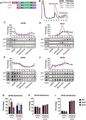 Deletion of the N-Terminal Domain of Yeast Eukaryotic Initiation Factor 4B Reprograms Translation and Reduces Growth in Urea